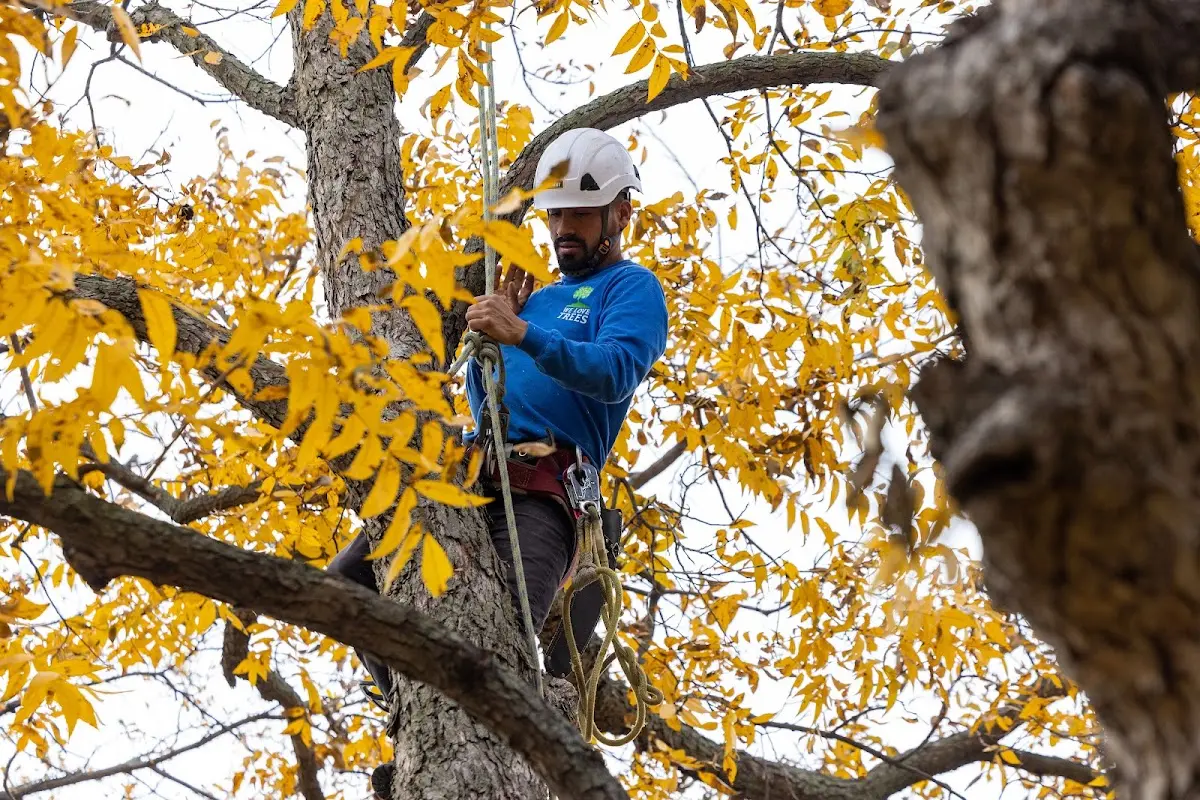 Skilled Tree Planing crew working in Coleman